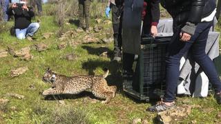 Liberados en Badajoz los tres primeros linces nacidos en cautividad