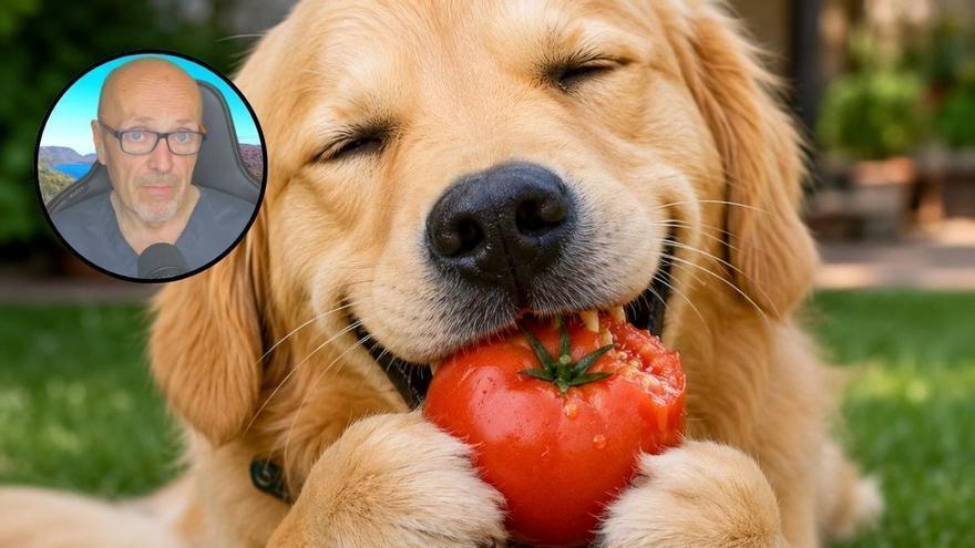 Manuel Manzano, veterinario: “El tomate puede ser un alimento muy peligroso para los perros por la solanina”