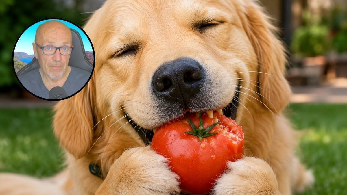 Manuel Manzano, veterinario: “El tomate puede ser un alimento muy peligroso para los perros por la solanina”