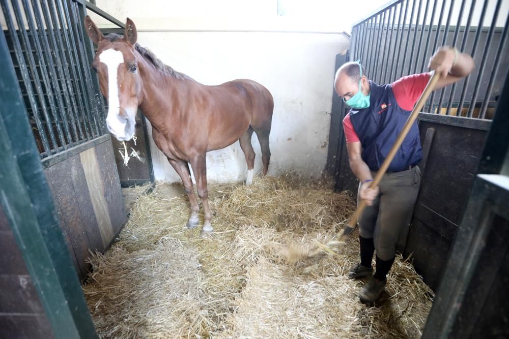 Coronavirus en Córdoba: ¿Quién cuida de los caballos en Caballerizas?