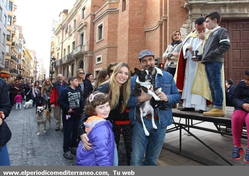 Castellón se vuelca con Sant Antoni