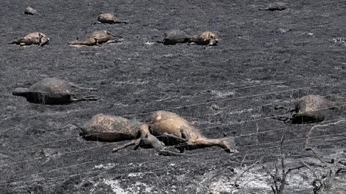 El descorazonador paisaje tras el incendio de Fermoselle en esta explotación de Palazuelo de Sayago: más de 100 ovejas muertas, alguna con un hilo de vida