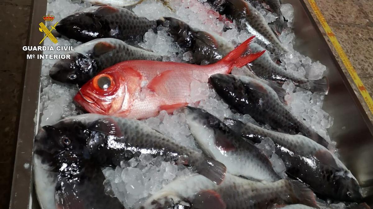 Parte del pescado intervenido por la Guardia Civil en restaurantes de Tenerife.