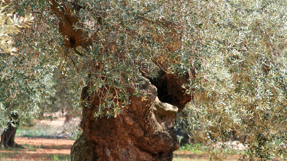 Uno de los olivos de los que se obtiene el aceite más caro del mundo.