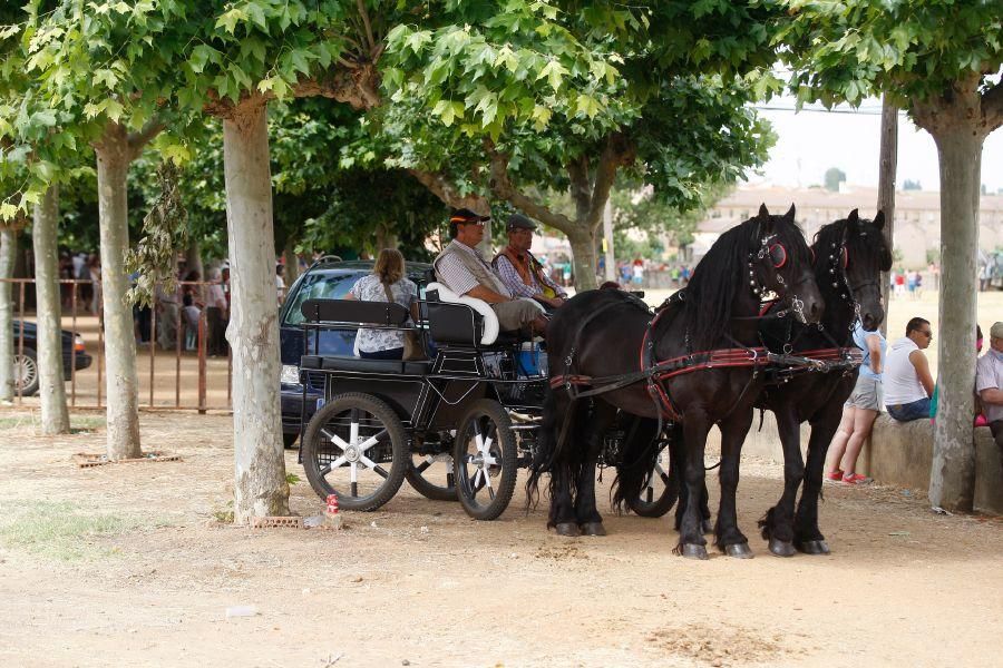 Fiestas en Zamora: Espante de vacas en Fuentesaúco