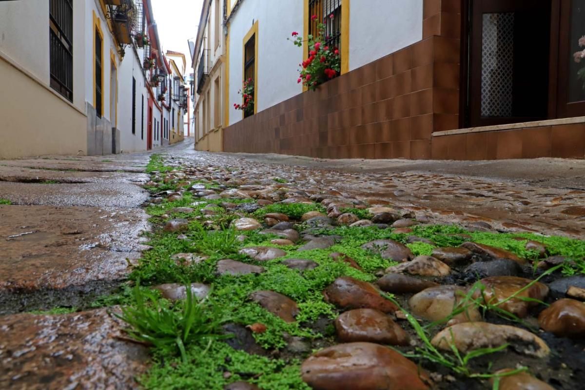 El día en el que reinó el verde