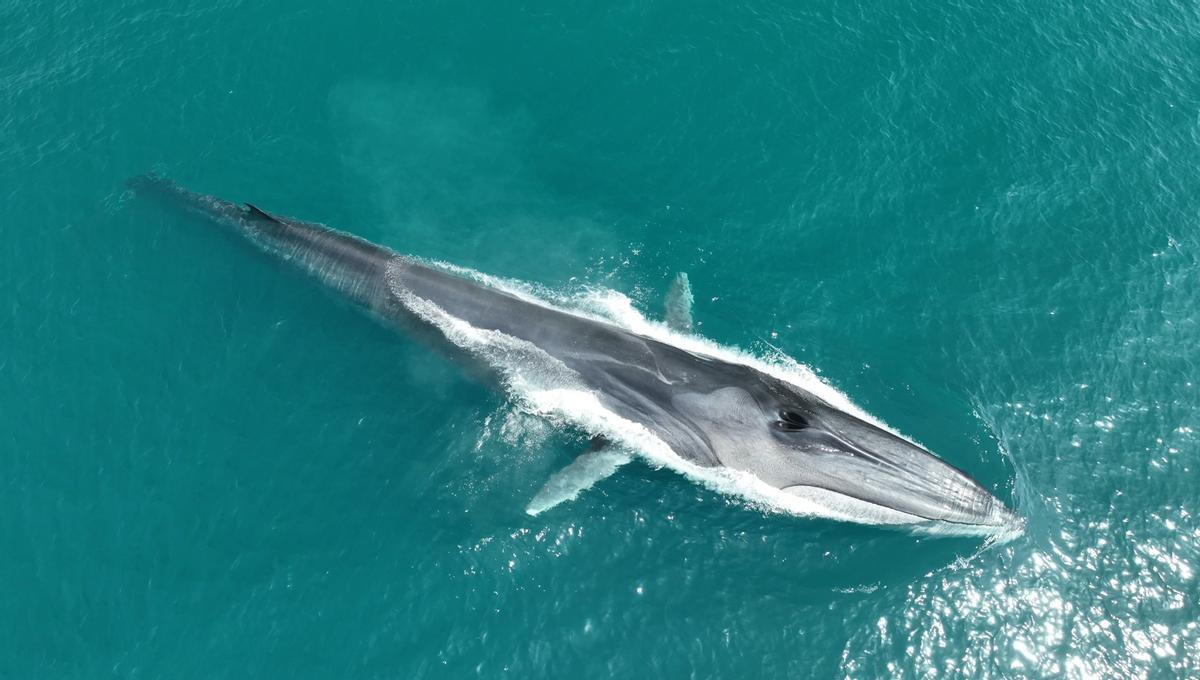 Ejemplar de rorcual en aguas valencianas.