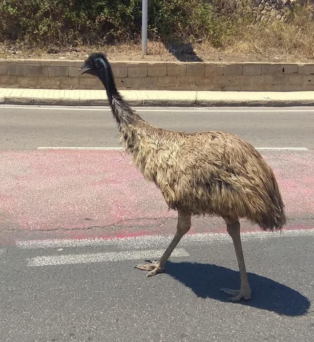 Avestruz suelto por Palma de Gandia