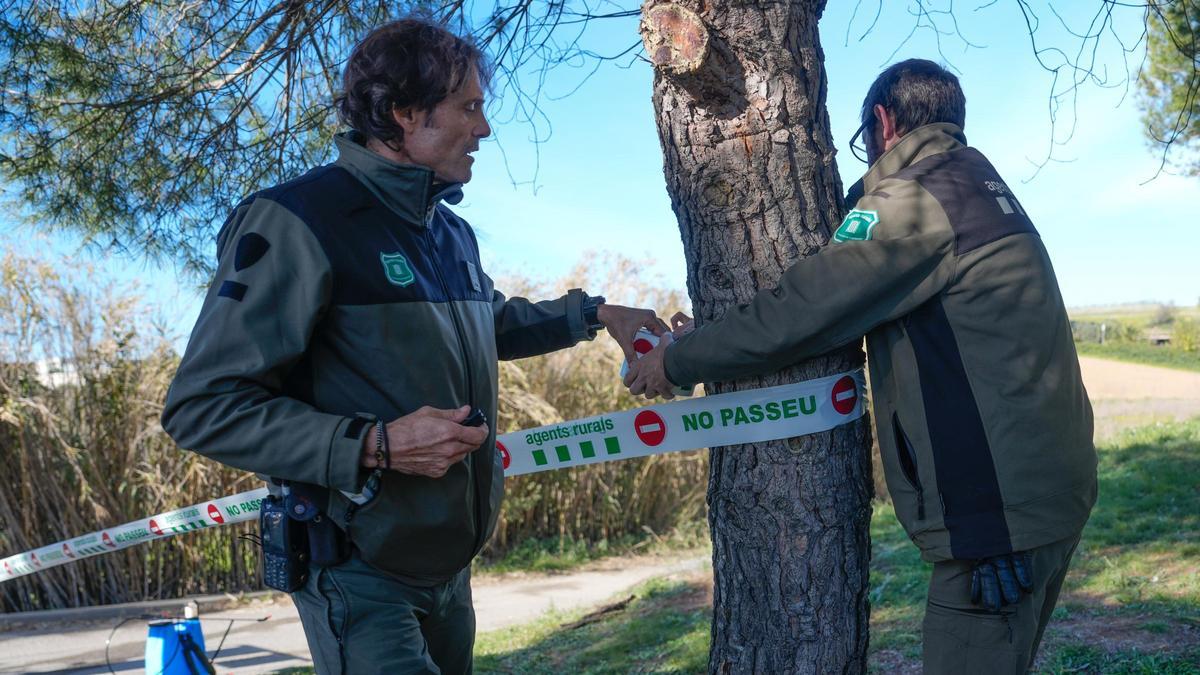 Detectan los dos primeros casos de jabalíes con peste porcina fuera de la ‘zona cero’