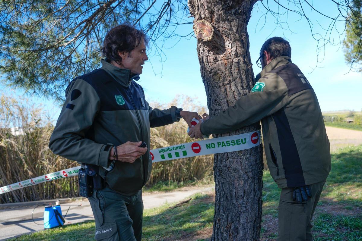Collserola tancarà aquest dijous per a la ciutadania de Barcelona: el Govern assetja 500 senglars per la pesta porcina