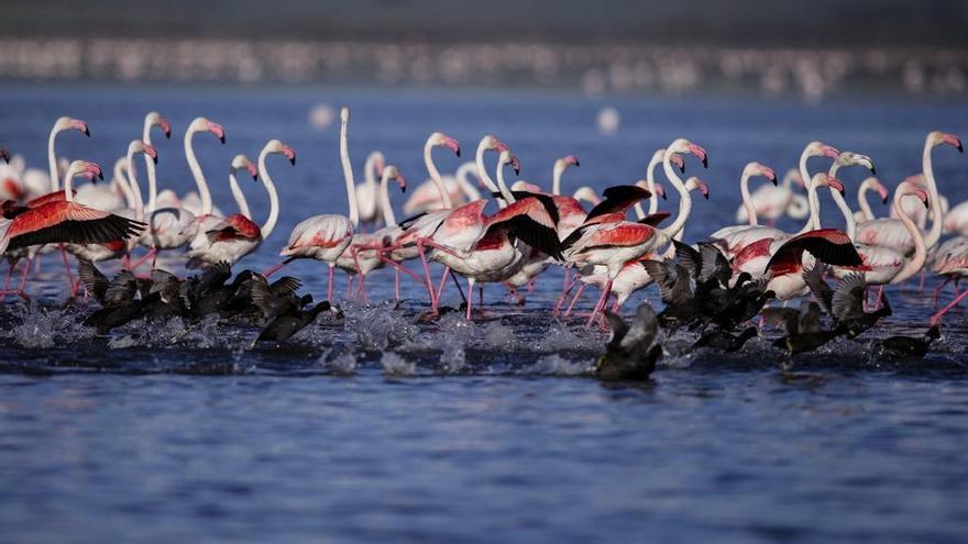 Flamencos en la Laguna de Fuente de Piedra.