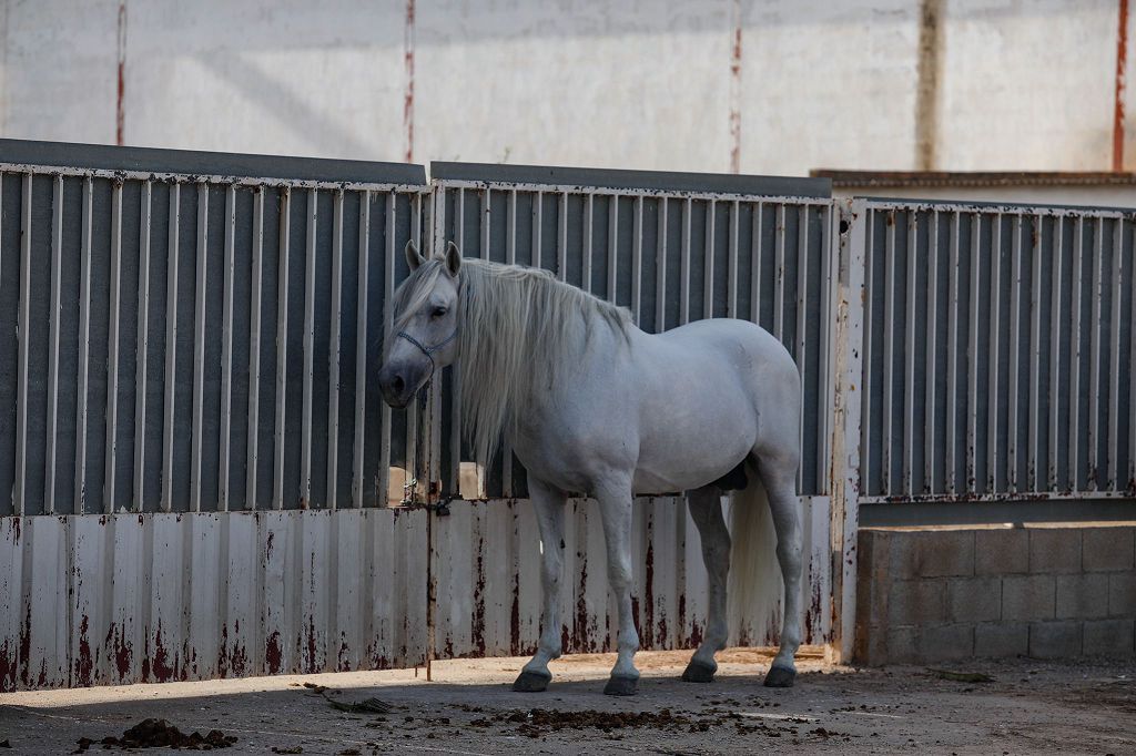 El incendio de la cuadra de caballo de Cartagena, en imágenes