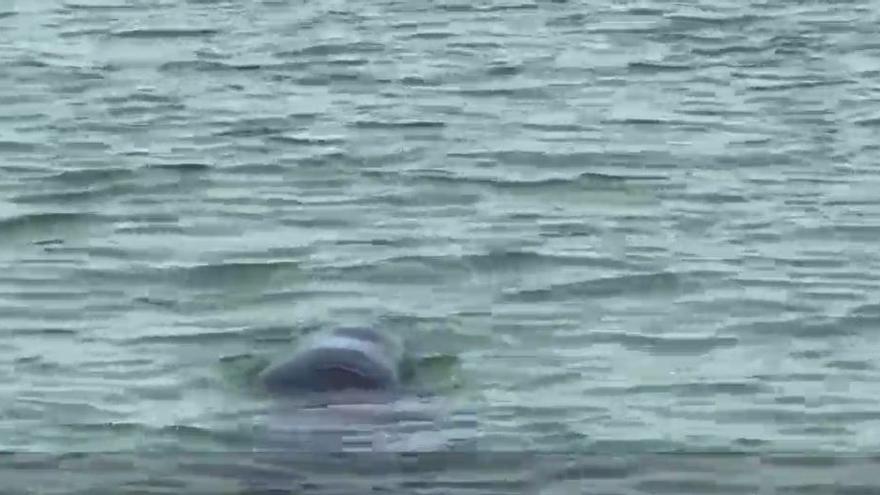 La foca "Duqui" llega a la ría de Vigo