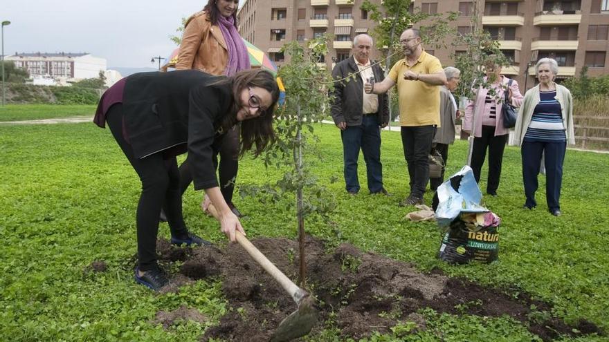 Oltra planta en Ontinyent el «Roure» concedido por Compromís en 2015