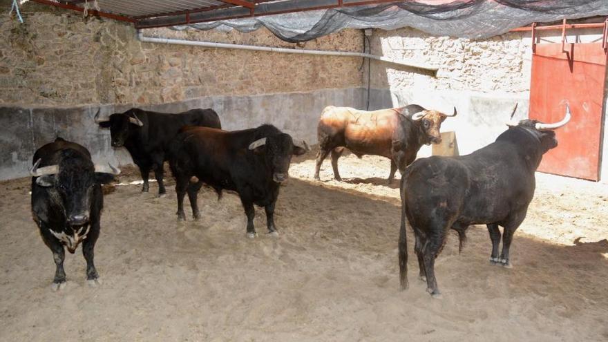 Los toros de Los Espartales y Virgen María desembarcan en Pontevedra