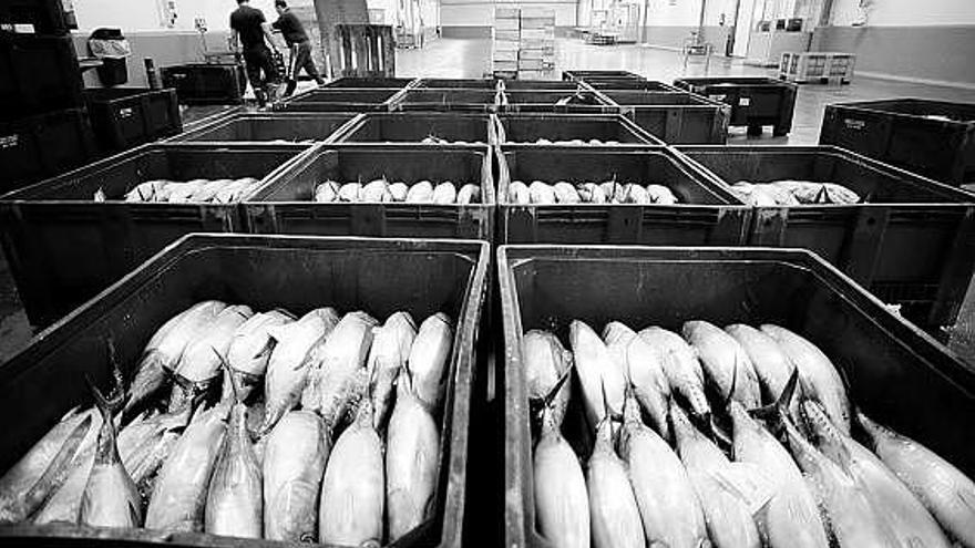 Unas cajas de bonitos subastados, ayer, en la rula de Avilés.