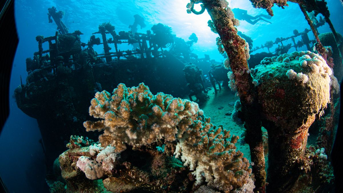 El pecio Tibbetts Wreck, convertido en arrecife coralino, es una de las inmersiones de buceo más espectaculares y fotografiadas del Caribe.