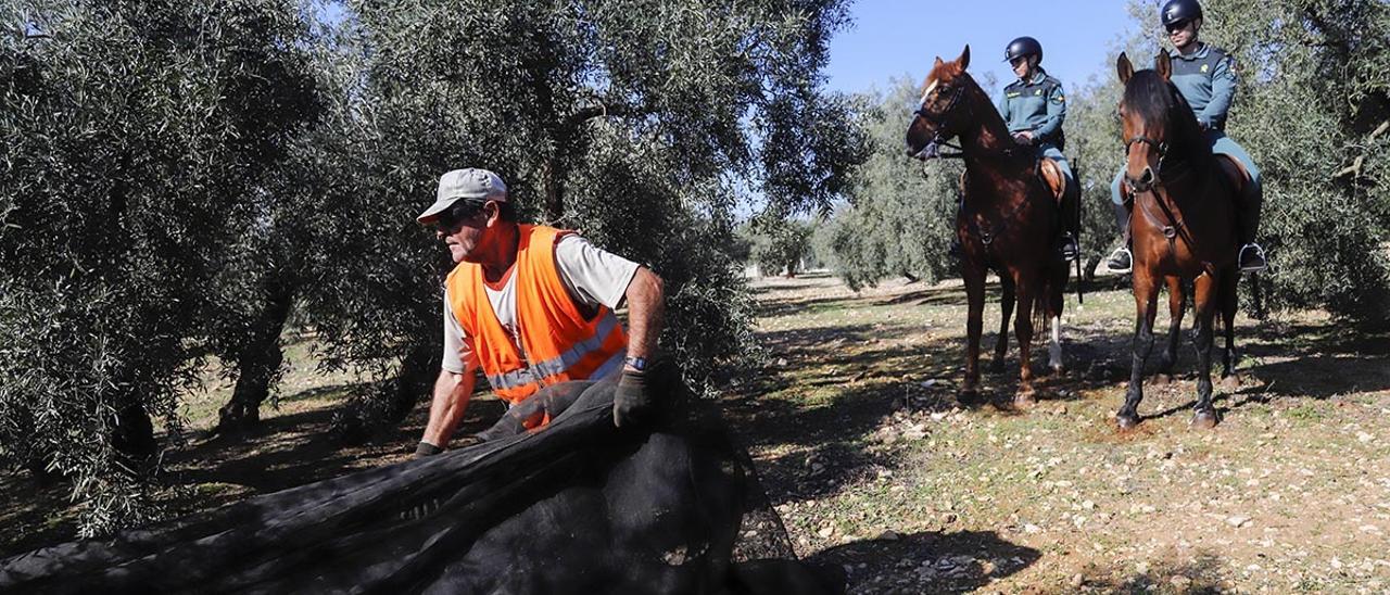 La Guardia Civil, en alerta por la aceituna