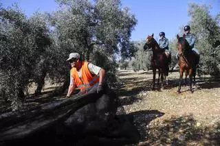 Reportaje | "Es más el daño del olivo que lo que se llevan"