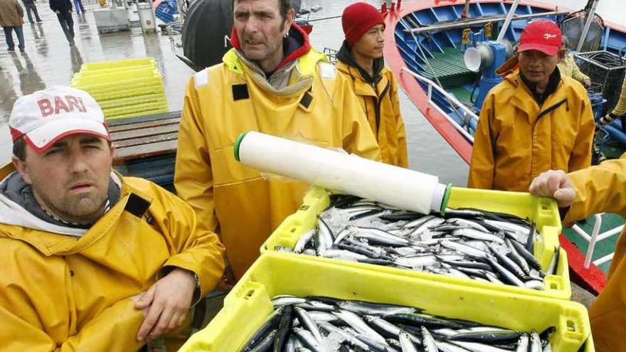 Tripulantes de un pesquero custodian las cajas de anchoas recién desembarcadas en un puerto.