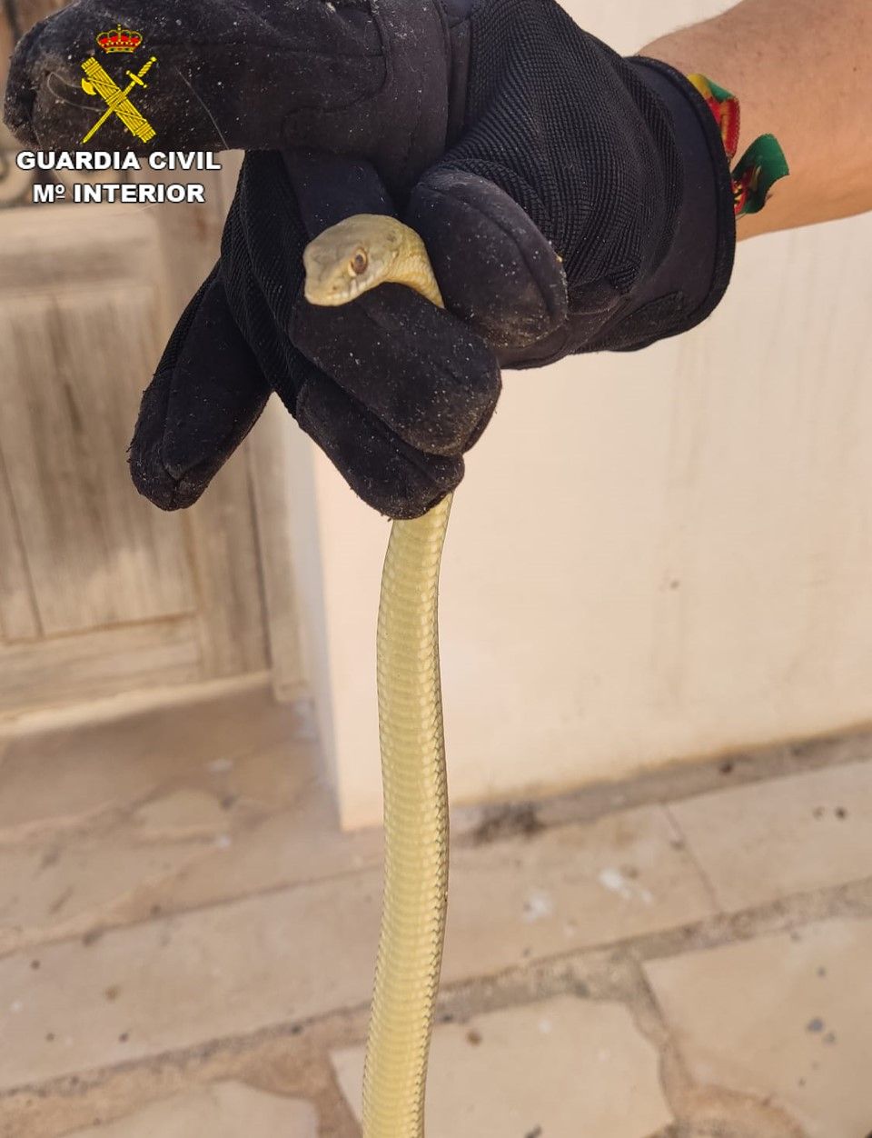 Culebra rescatada en el casco urbano de Tabarca.