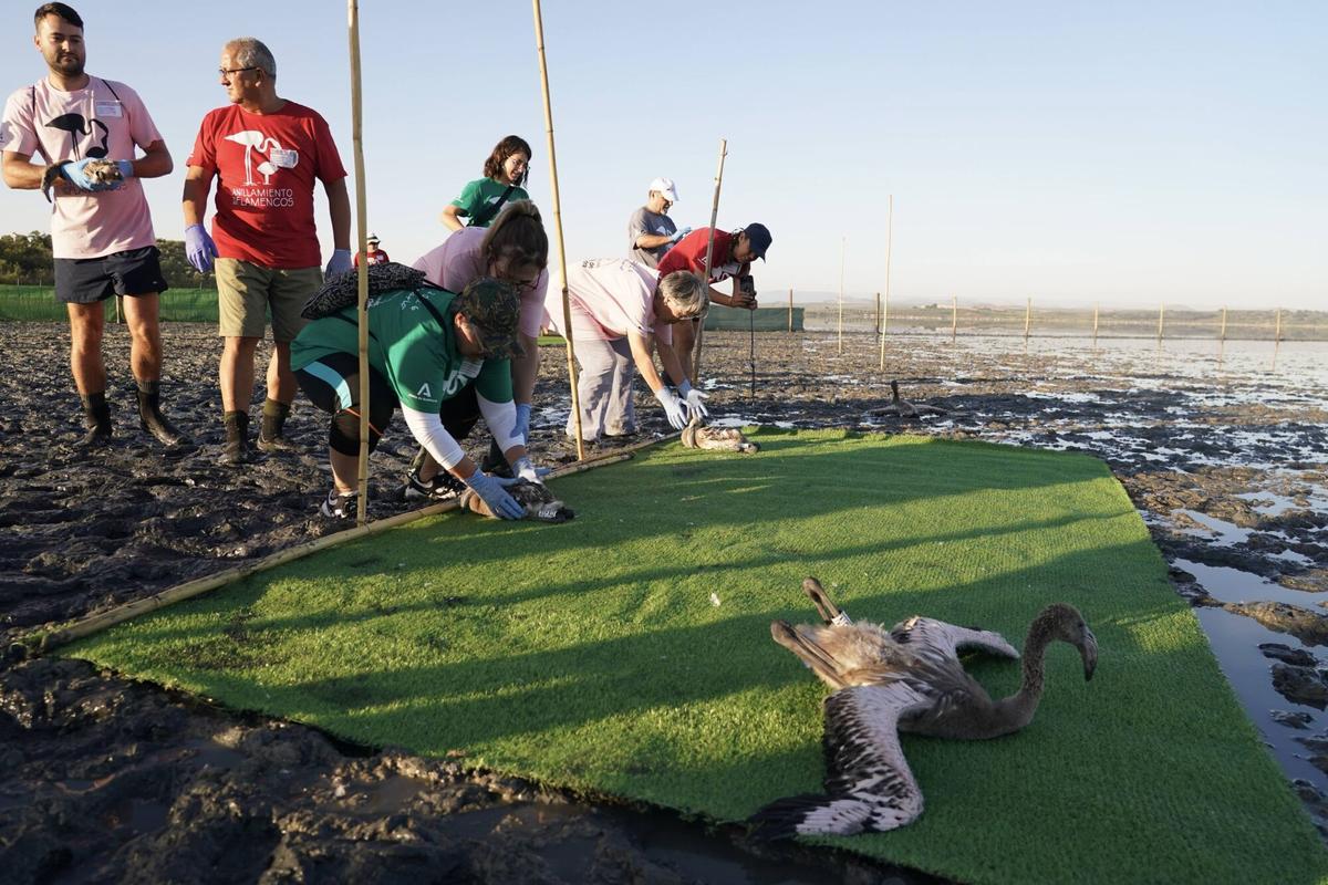 Mas de 400 voluntarios asisten al anillamiento de pollos de flamencos en la Laguna de Fuente de Piedra