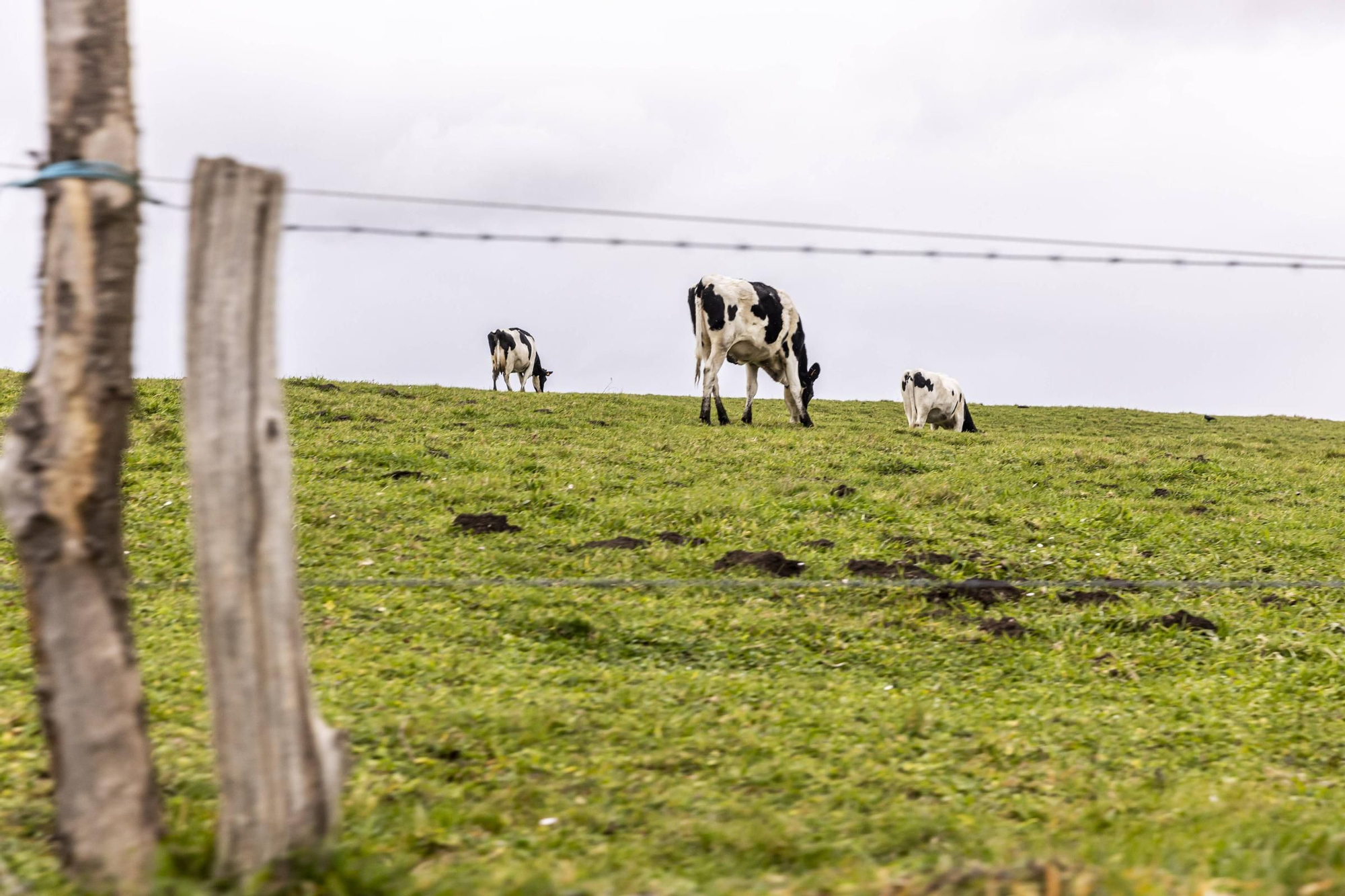 En imágenes | Un viaje por el drama de las vacas de Tineo