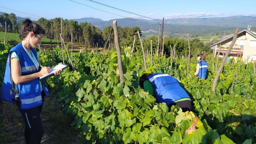 Una de las inspecciones realizadas en uno de los viñedos de la denominación de origen. |   // FDV