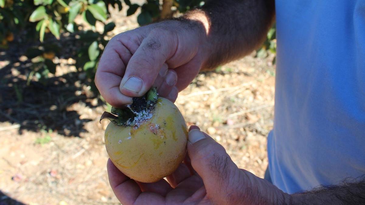 Un caqui afectado por la plaga del cotonet.