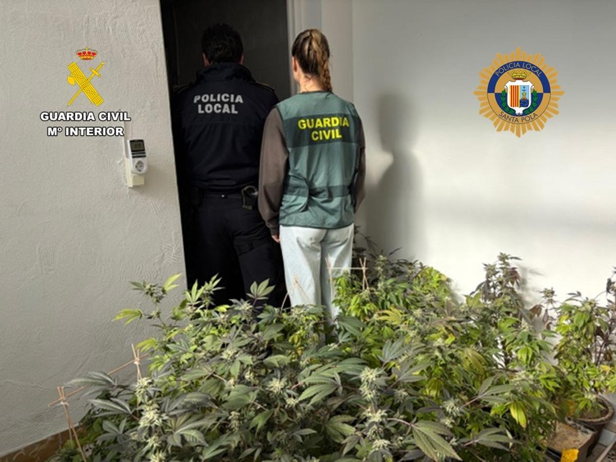Agentes de la Policía Local de Santa Pola y la Guardia Civil, junto a la plantación casera desmantelada.