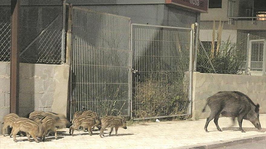 Peñíscola colocará trampas contra los jabalís para detener la plaga