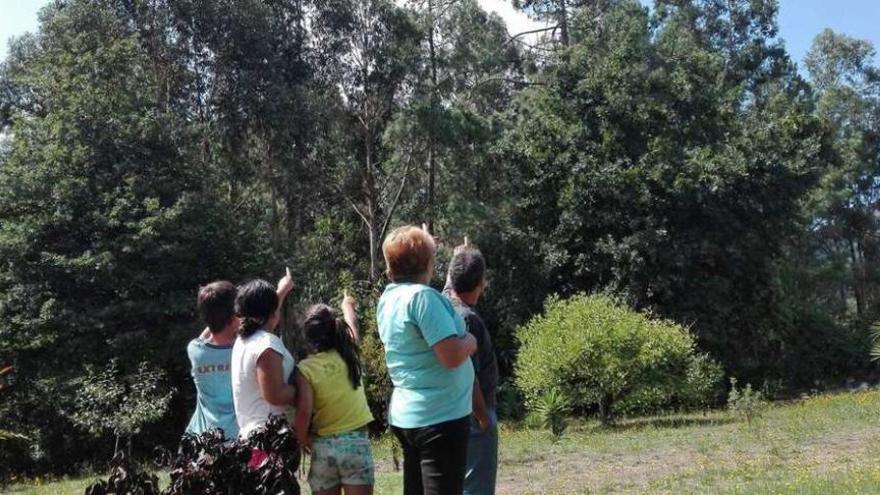 Vecinos señalan el pino en el que se localiza el nido, en Pontellas. // D. P.