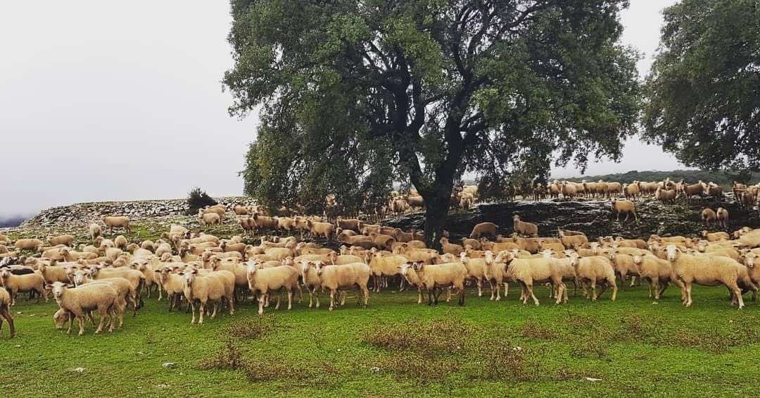 El paraíso tras las lluvias en la sierra de Cabra tras las lluvias