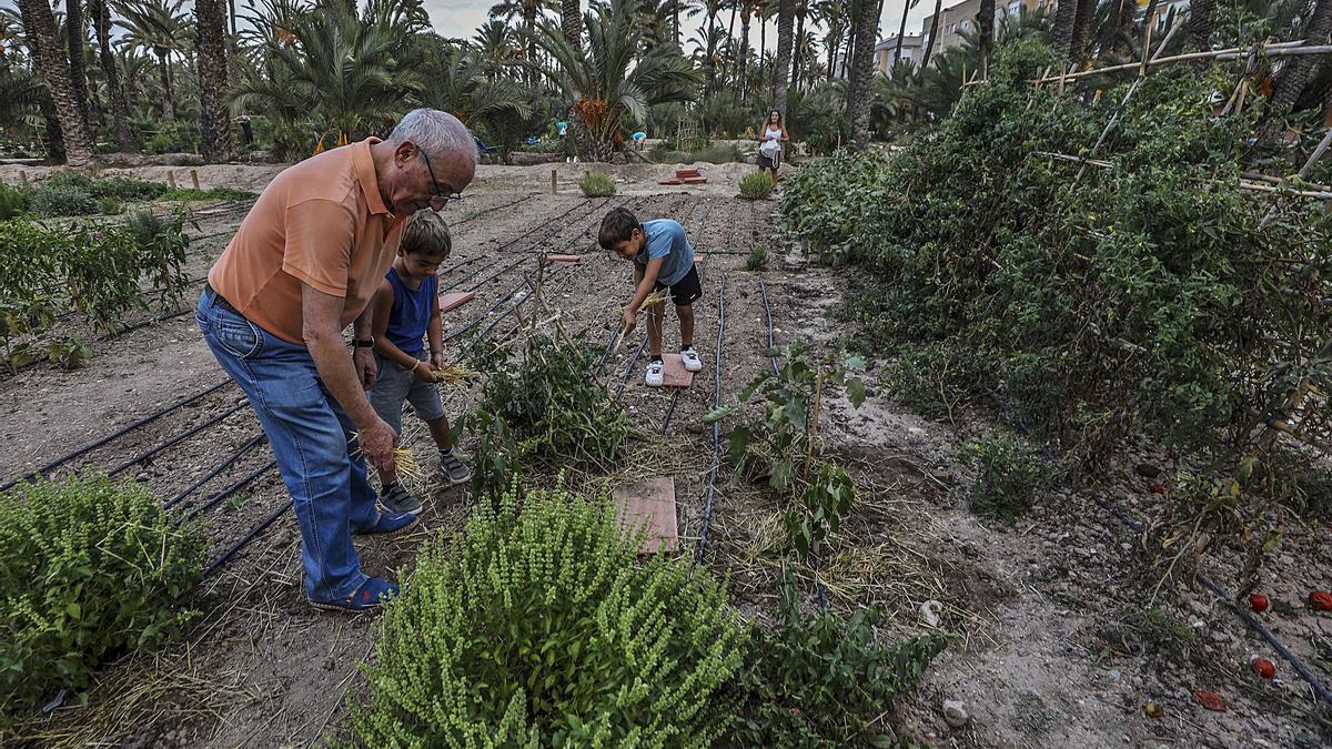 Las plantas aromáticas que rodean los cultivos cuidados por mayores y niños. | ANTONIO AMORÓS