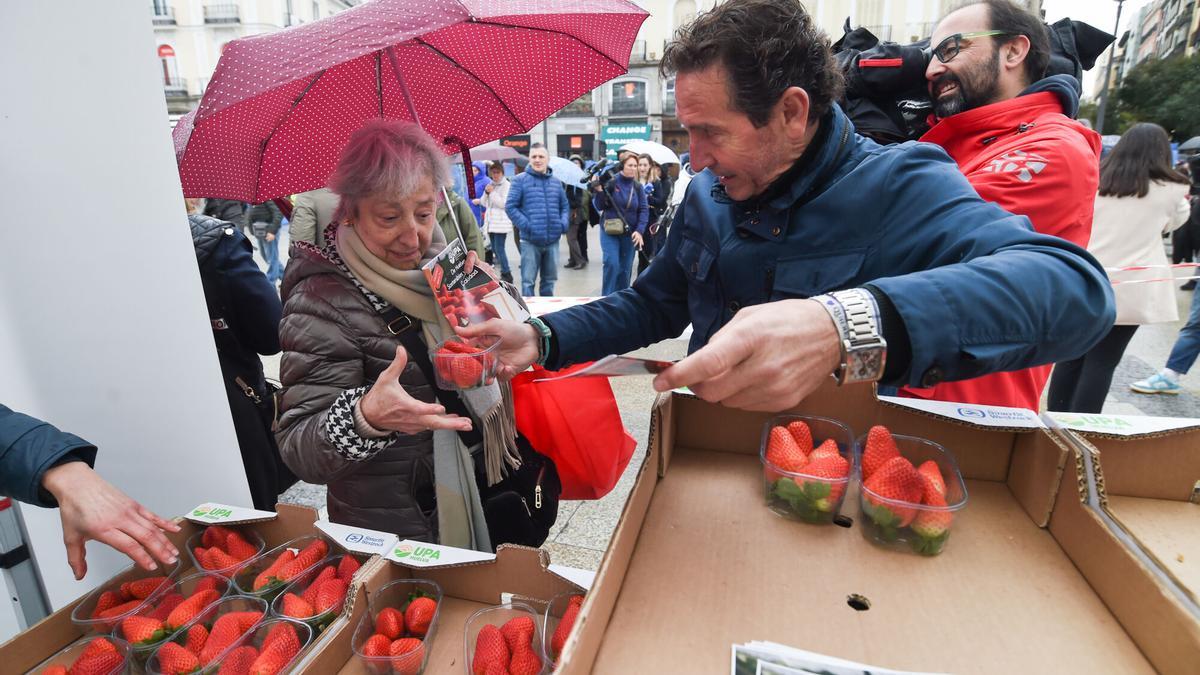 Una mujer recoge una tarrina de fresas repartida este jueves por la Unión de Pequeños Agricultores y Ganaderos (UPA), en la Puerta del Sol, en Madrid.