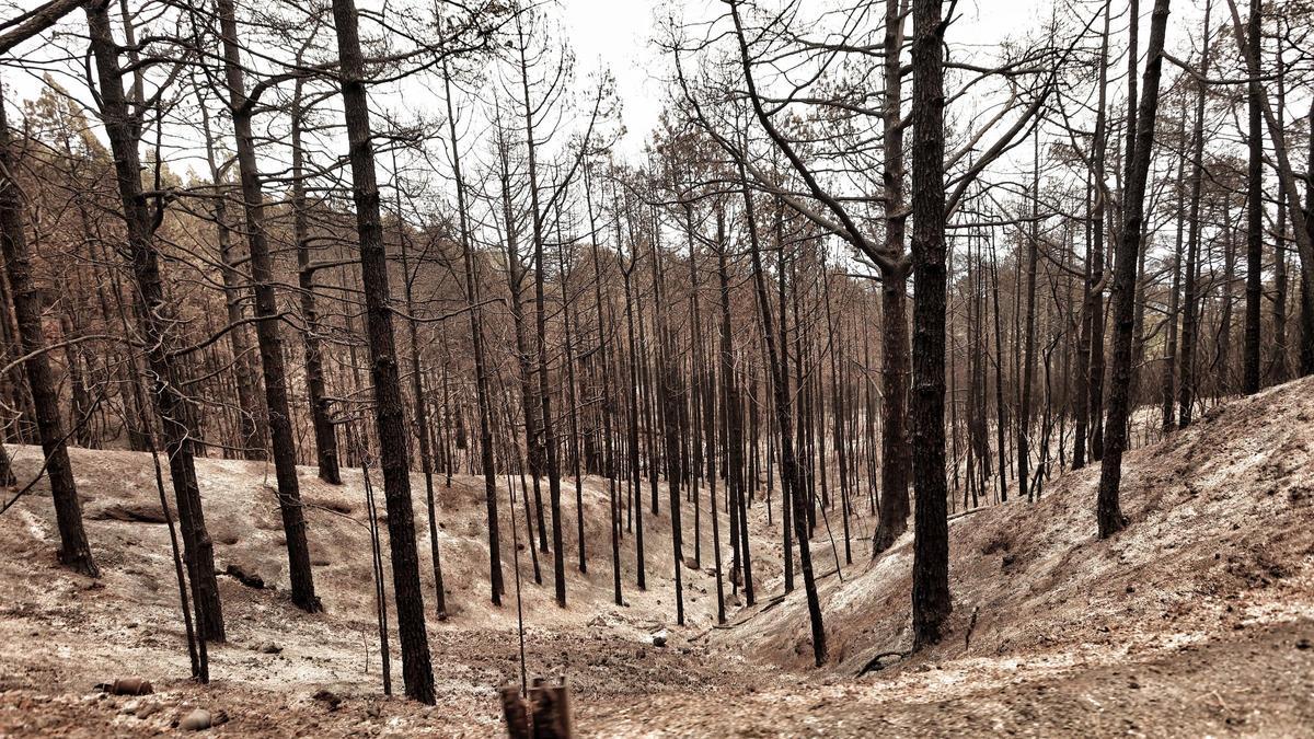 Imagen del monte de Tenerife devorado por el fuego del pasado agosto