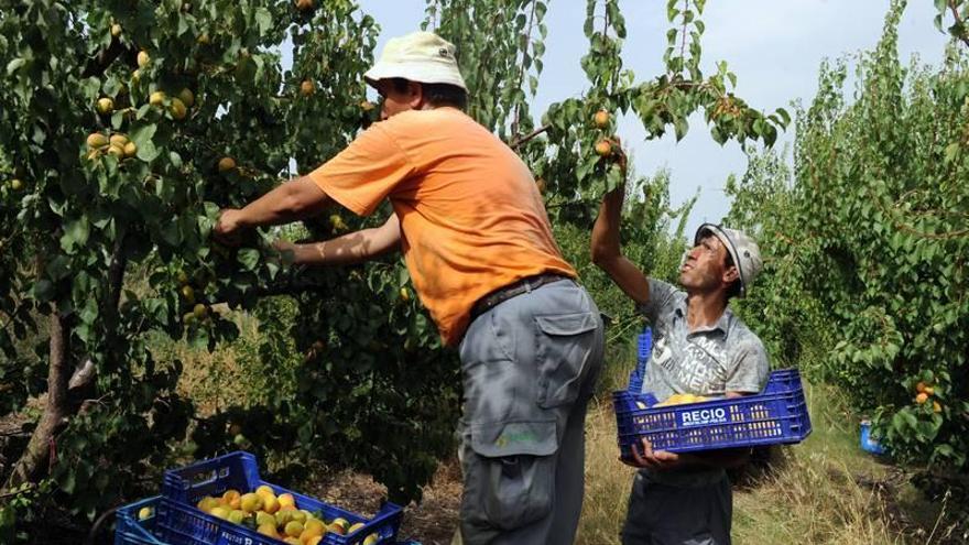 El 20% de los extranjeros trabajan en el ámbito del hogar o en el campo