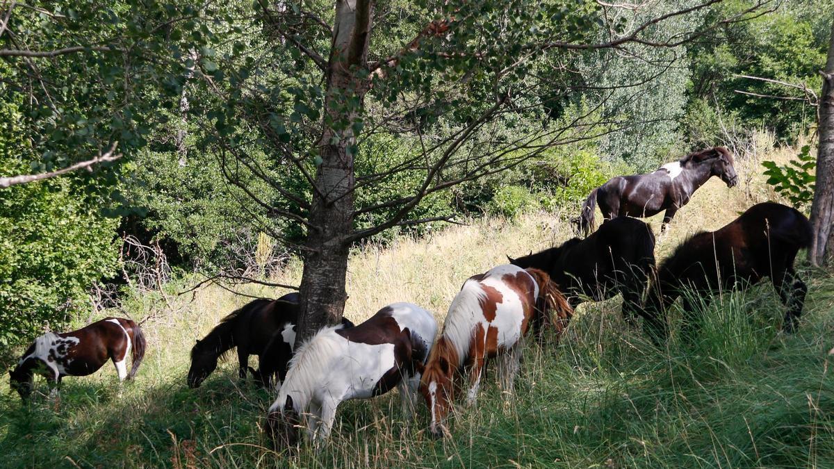 Un ramat de ponis pottoka