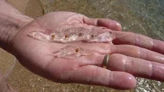 Así son las salpas, la nueva plaga que está apareciendo en varias playas españolas