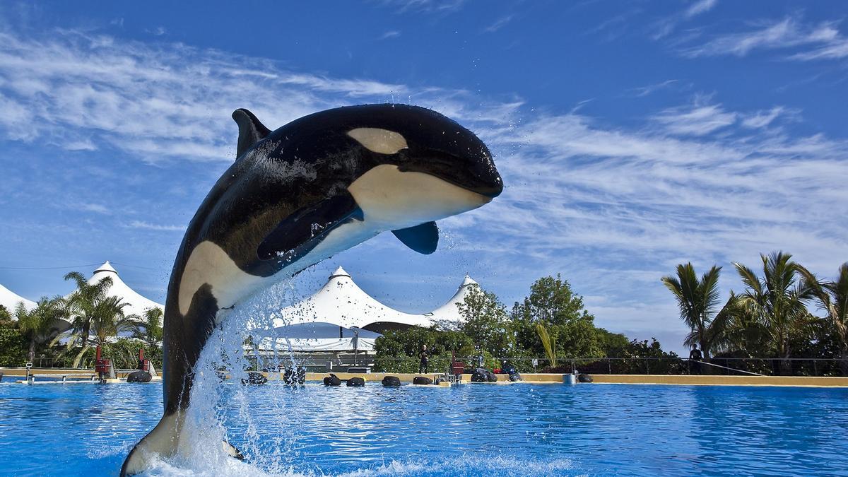 La orcan Morgan en el Loro Parque.
