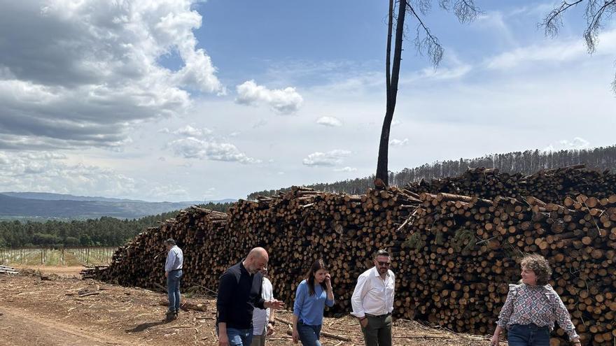 Galicia avanza en el rescate de madera quemada para salvar el sector forestal