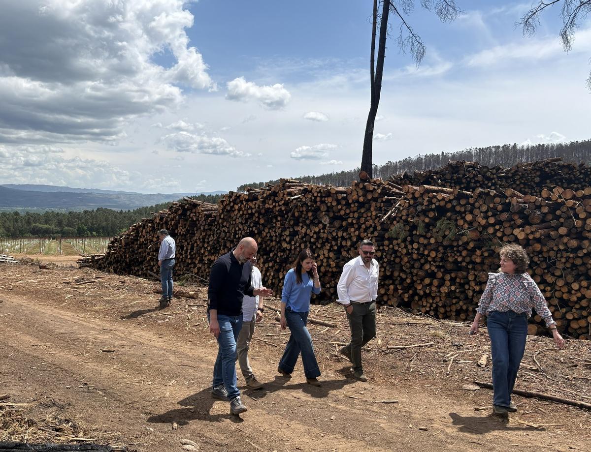 Autoridades de la Xunta de Galicia revisan los trabajos de retirada de madera quemada en Monterrei