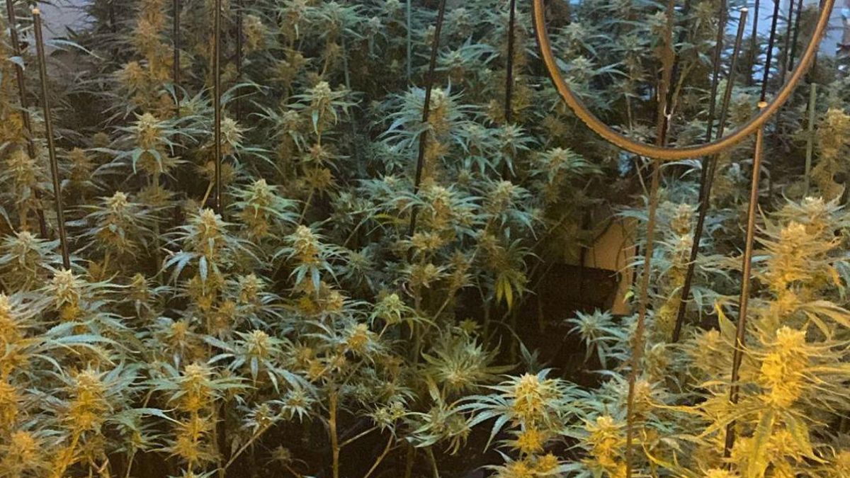 Un cultiu de marihuana a Figueres en una imatge d'arxiu.