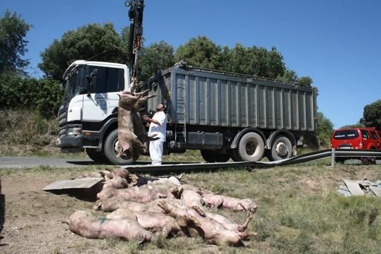 Un camió de porcs s''estavella a l''Espunyola