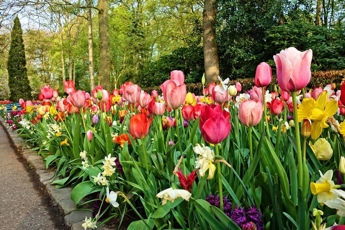 Ver los tulipanes en Abril en Ámsterdan es una buena excusa para visitar esta ciudad.