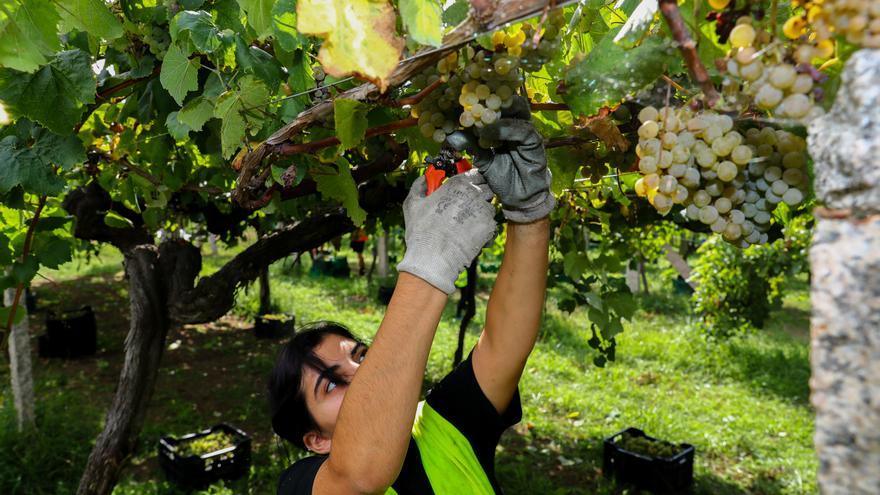 Misión cumplida: Rías Baixas ya coquetea con su registro récord