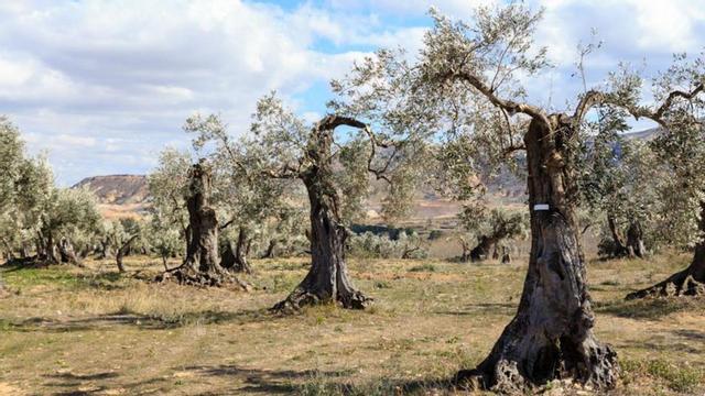 Campo de olivos del pueblo de Oliete, en Teruel, lugar de nacimiento de apadrinaunolivo.org. | APADRINAUNOLIVO.ORG
