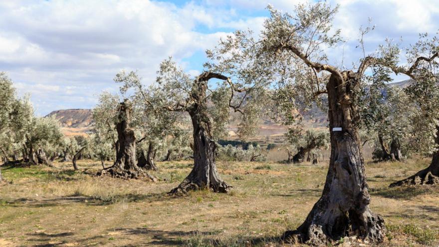 Oliete, el pueblo turolense que vuelve a nacer gracias a sus olivos