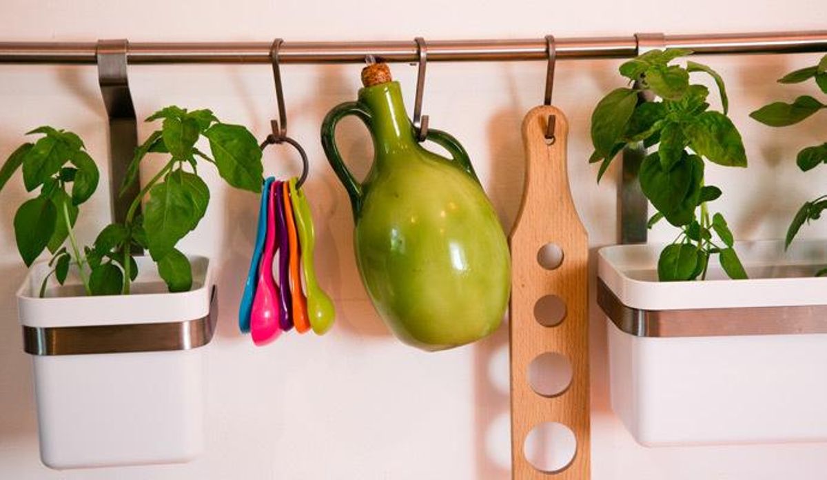 Ideas para decorar con plantas