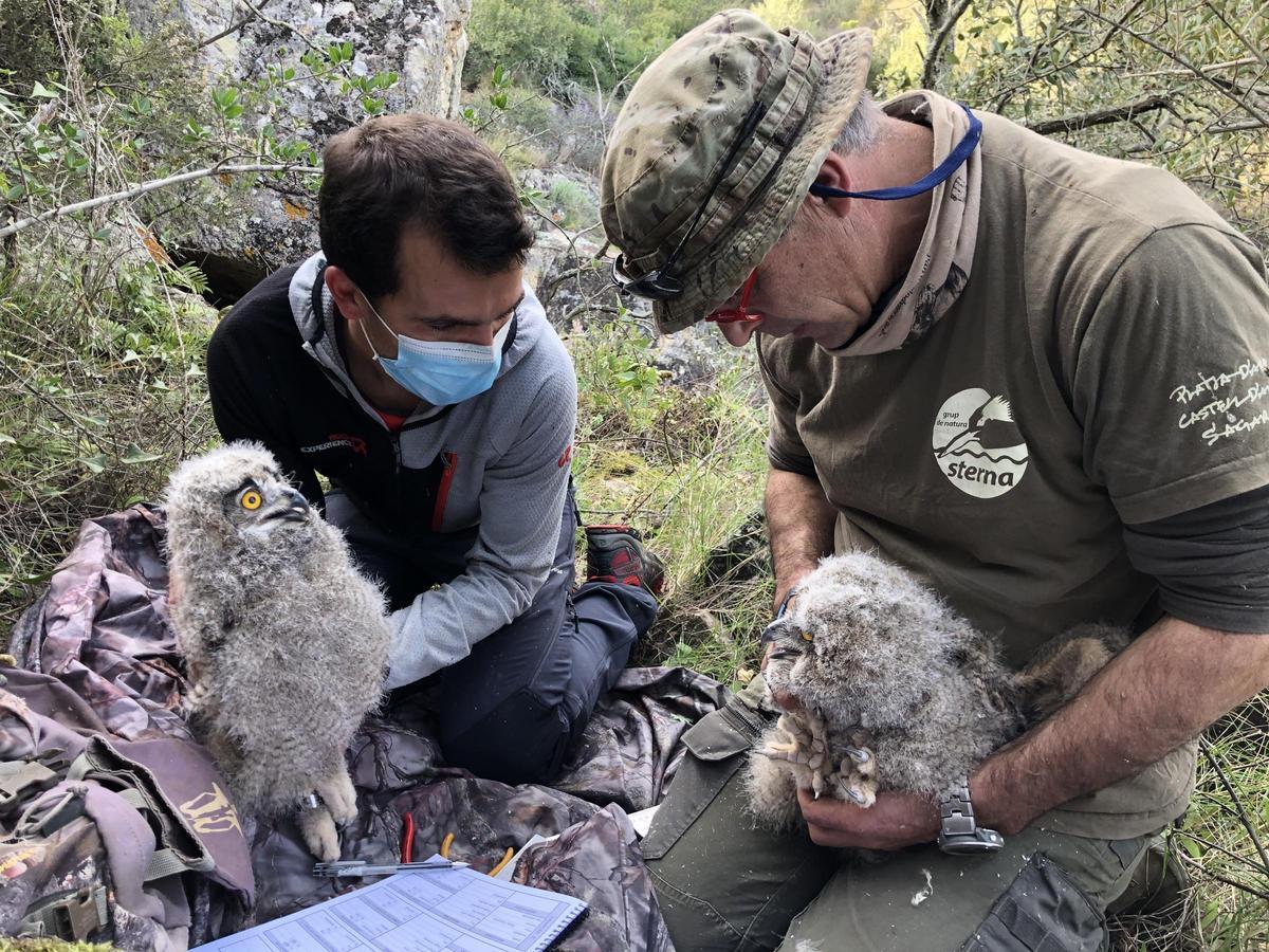 Albert Compaña i Jaume Ramot anellant i mesurants dos polls de duc en el marc del projecte de l’estudi del ducs del Baix Empordà.